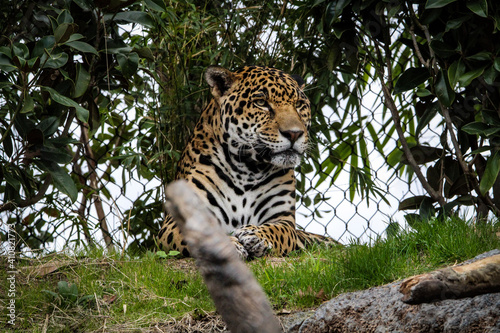 jaguar in the zoo