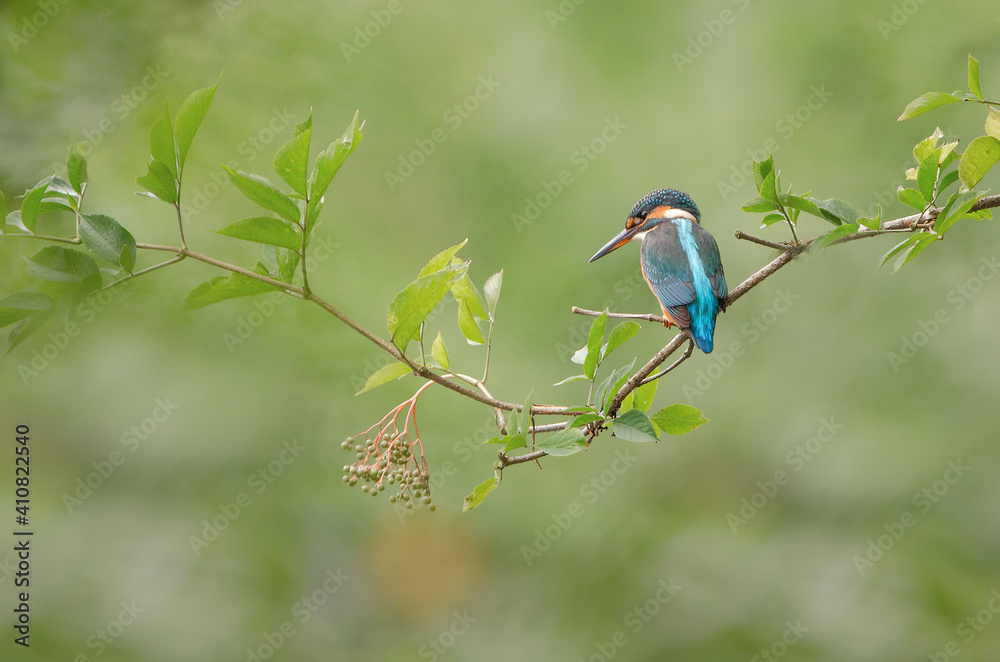 Eisvogel auf Holunderzweig