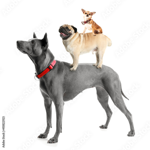 Photography Heap of dry pet food on white background