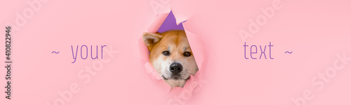 Cute Akita Inu dog visible through hole on color background with space for text