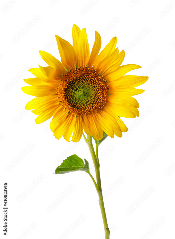 Fototapeta premium Beautiful sunflower on white background