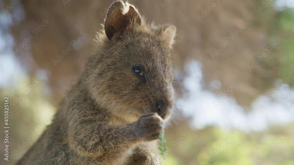 Close up Portrait wild Quokka, Rottnest Island. Western Australia Tourism. Quoka Close up Portrait wild Quokka, Rottnest Island. Western Australia Tourism. Quoka