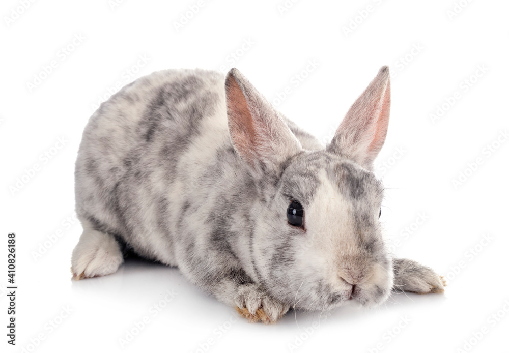 Obraz premium Mini Rex in studio