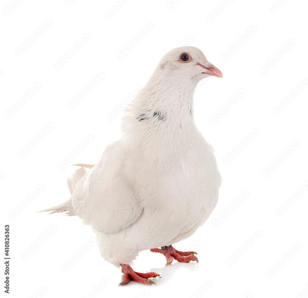 texan pigeon in studio texan pigeon in studio