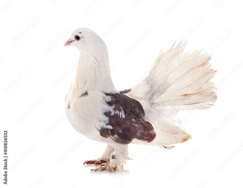 English Fantail in studio English Fantail in studio