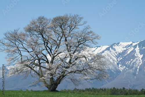 Mt. Iwate in the blue sky and cherry blossoms at Koiwai Farm photo