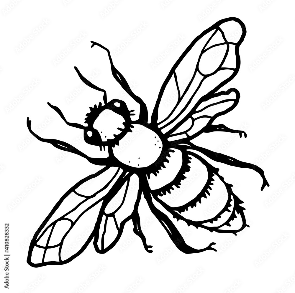 Obraz premium Fly. Flat outline image. vector illustration