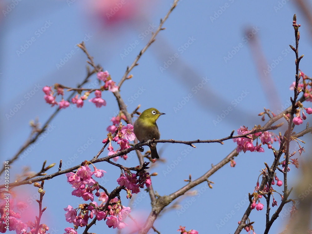 河津桜とメジロ
河津桜とメジロ