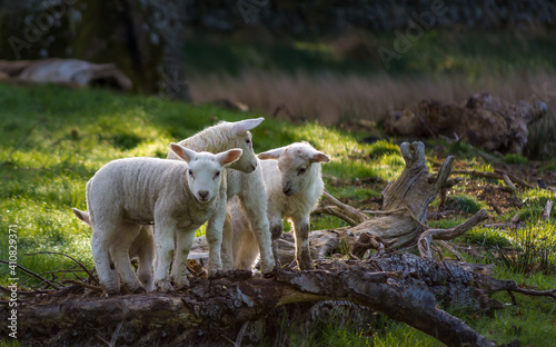 Lambs in the Lakes