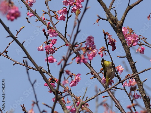 河津桜とメジロ 