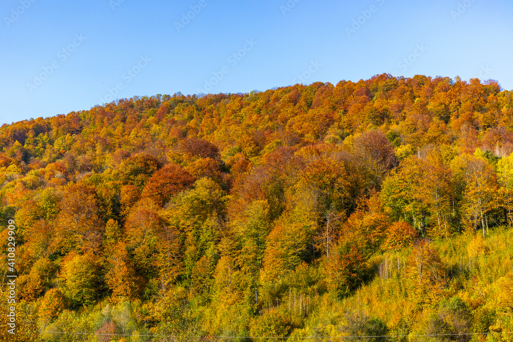 Fototapeta premium Autumn mountain landscape - yellowed and reddened autumn trees combined with green needles and blue skies. Colorful autumn landscape scene in the Ukrainian Carpathians.