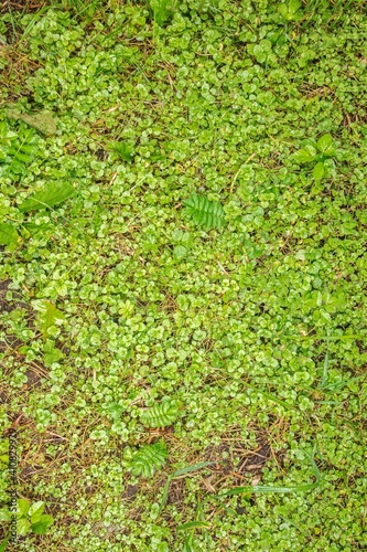 Green grass texture background. Starweed (winterweed, chickweed, satinflower, Stellaria media) plants. Top view photo