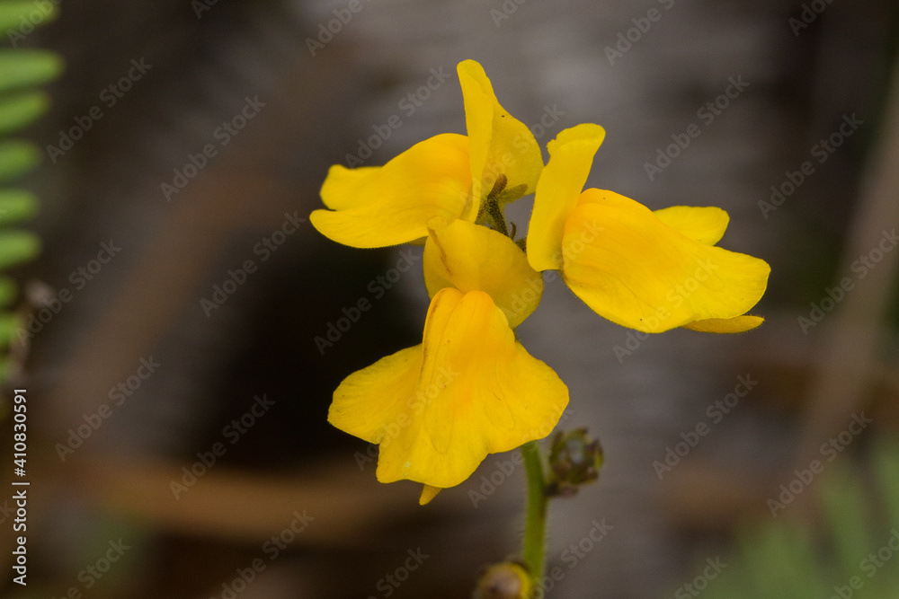 Group of yellow flowers of Genlisea aurea, a carnivorous plant, seen in habitat in the Serra do Cipo Nationalpark in Minas Gerais, Brazil Group of yellow flowers of Genlisea aurea, a carnivorous plant, seen in habitat in the Serra do Cipo Nationalpark in Minas Gerais, Brazil