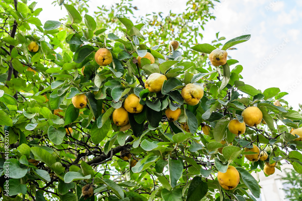 Many large fresh ripe organic yellow quinces and green leaves on tree brunches in an orchard in an autumn sunny day, photographed with selective focus. Many large fresh ripe organic yellow quinces and green leaves on tree brunches in an orchard in an autumn sunny day, photographed with selective focus.