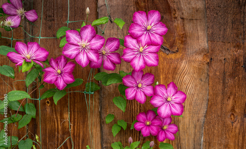 Bright pink flowers of clematis variety Ville de Lyon against the background of a wooden wall.
