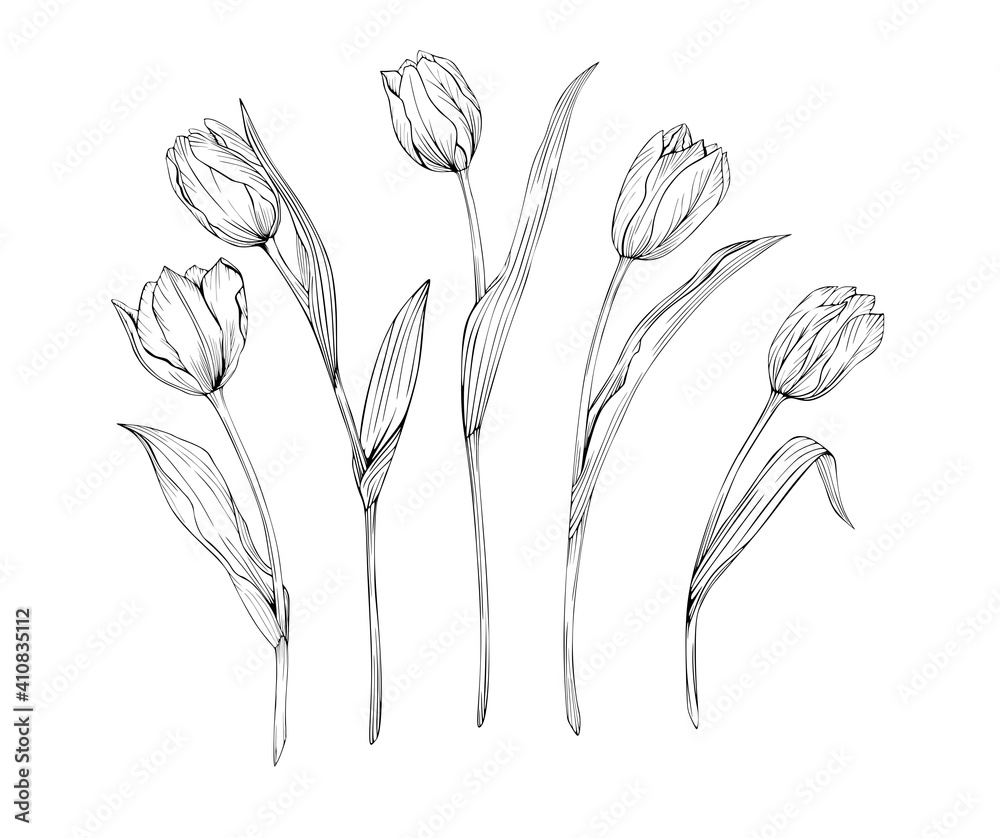 Fototapeta Set of tulips art line black and white pattern isolated. Drawing of flowers for tattoos