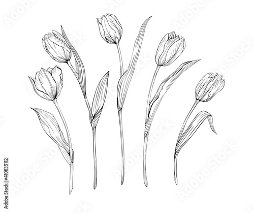 Set of tulips art line black and white pattern isolated. Drawing of flowers for tattoos #410835112