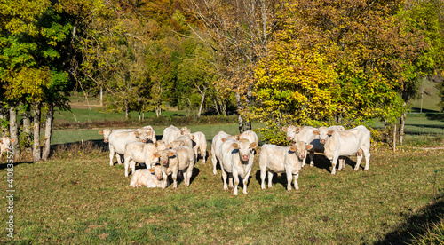 French countryside. Cows near of La Chapelle en Vercor. Val de Drome, France photo