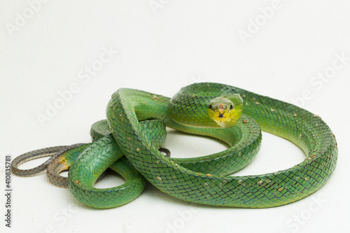 Gonyosoma oxycephalum, the arboreal ratsnake, the red-tailed green ratsnake, and the red-tailed racer, isolated on white background.
 photo