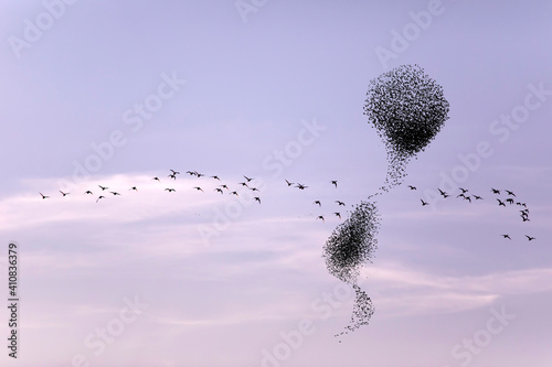 Foto Birds dancing. Sunset sky background. Birds: Starling.