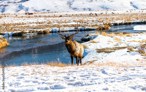 Winter Elk at Elk Refuge, Jackson Hole, Wyoming