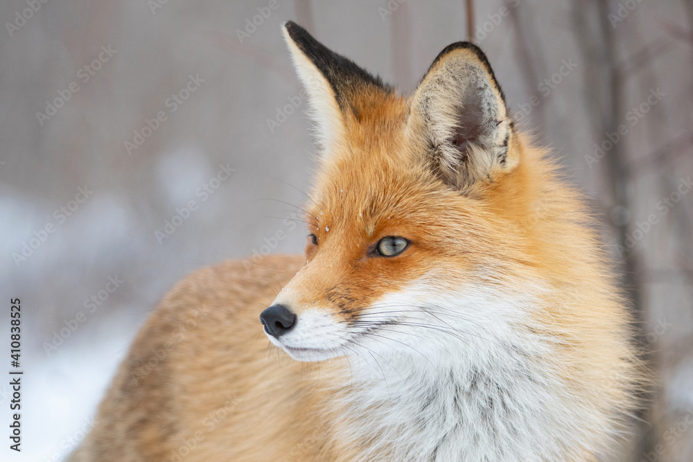 Red fox Vulpes vulpes in a winter landscape. Close up Red fox Vulpes vulpes in a winter landscape. Close up