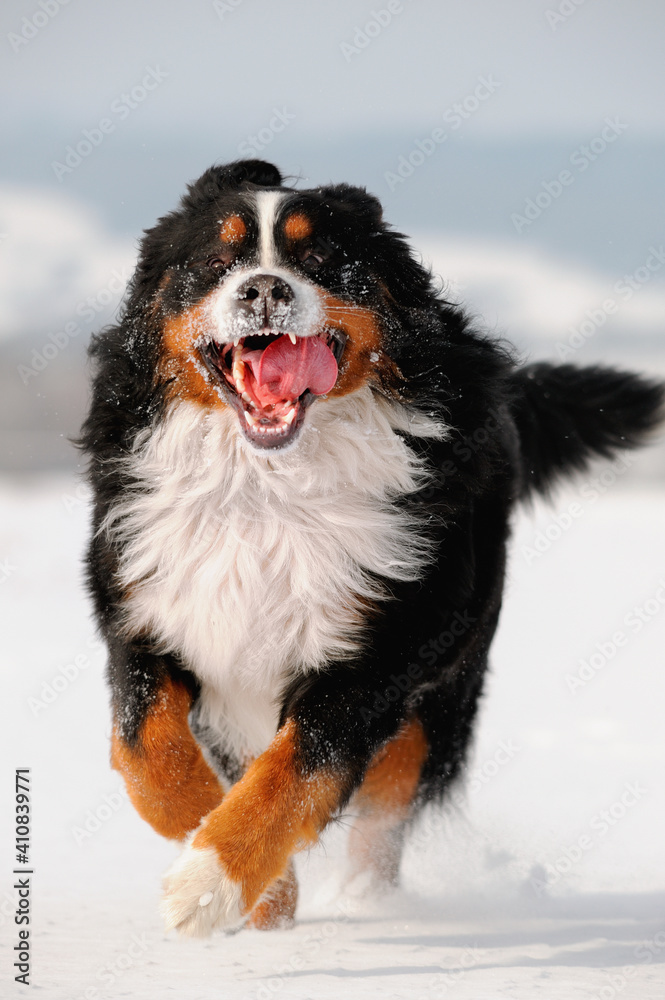 Bernese Mountain Dog runs in snow