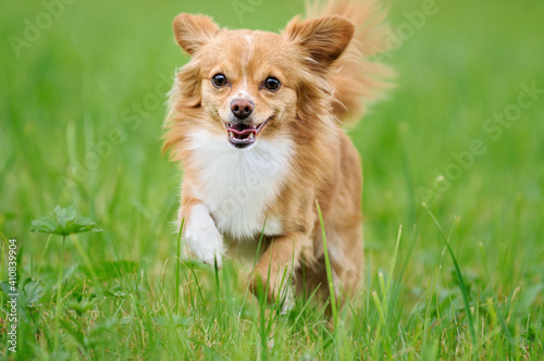Chihuahua running over the meadow