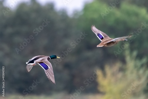 view of flight of savage ducks photo