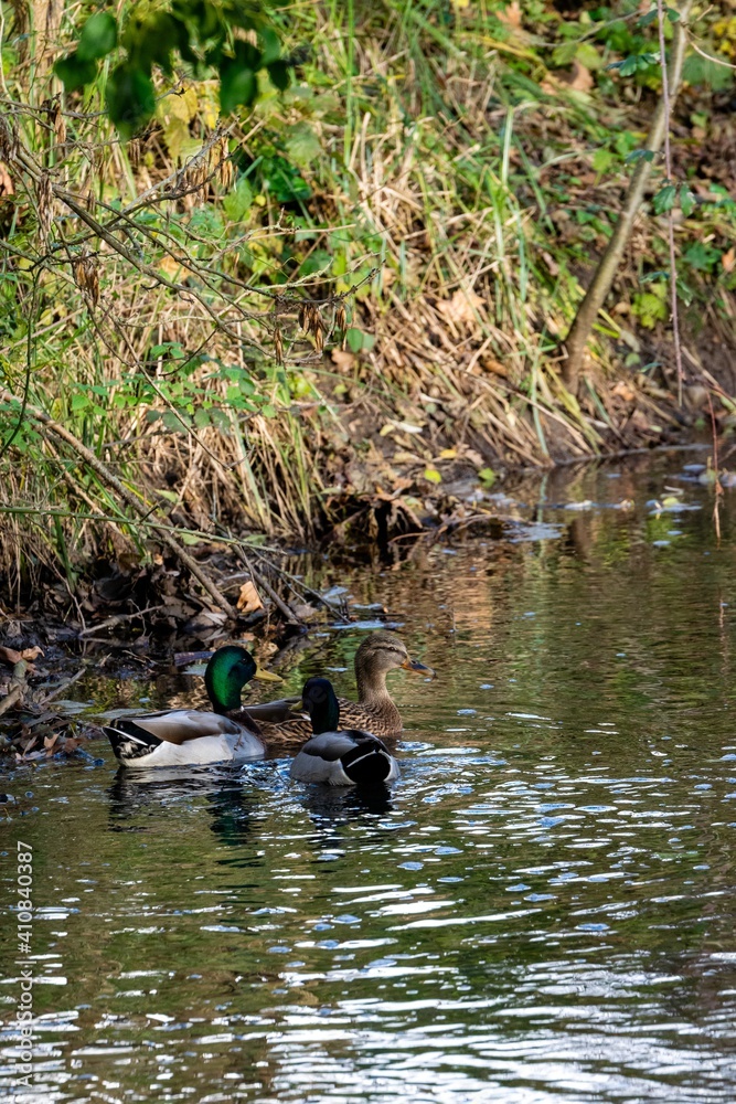 view of savage ducks in a river