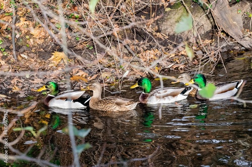 view of savage ducks in a river photo