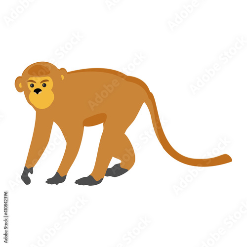 Animal zoo monkey