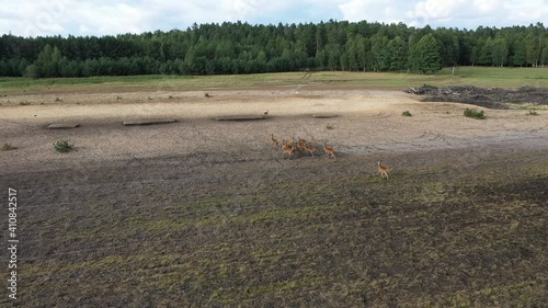 A herd of elk runs beautifully across the field. Russia