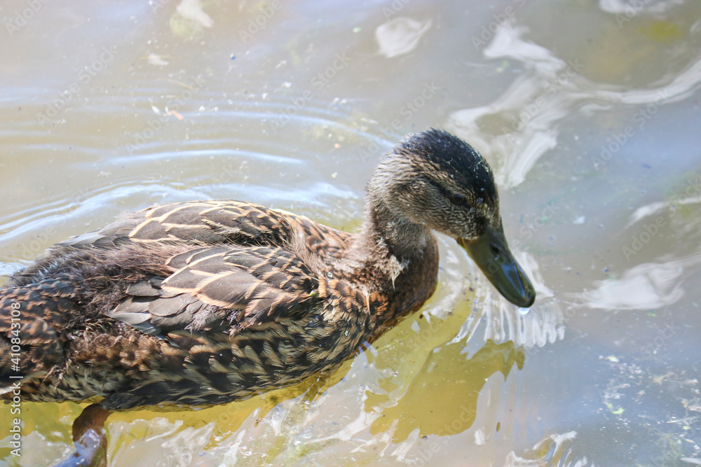 The matured mallard duckling swims in the water of the lake. Wild birds.