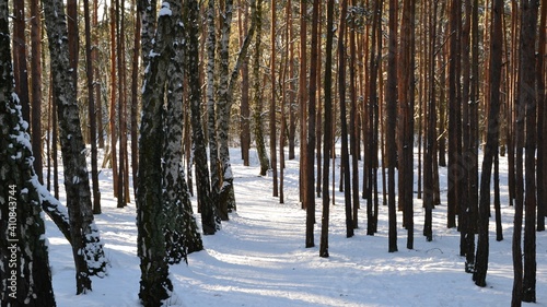 Winter landscape, path in the forest. Footpath in winter wood. Winter landscape with trees, the gournd covered by snow. photo