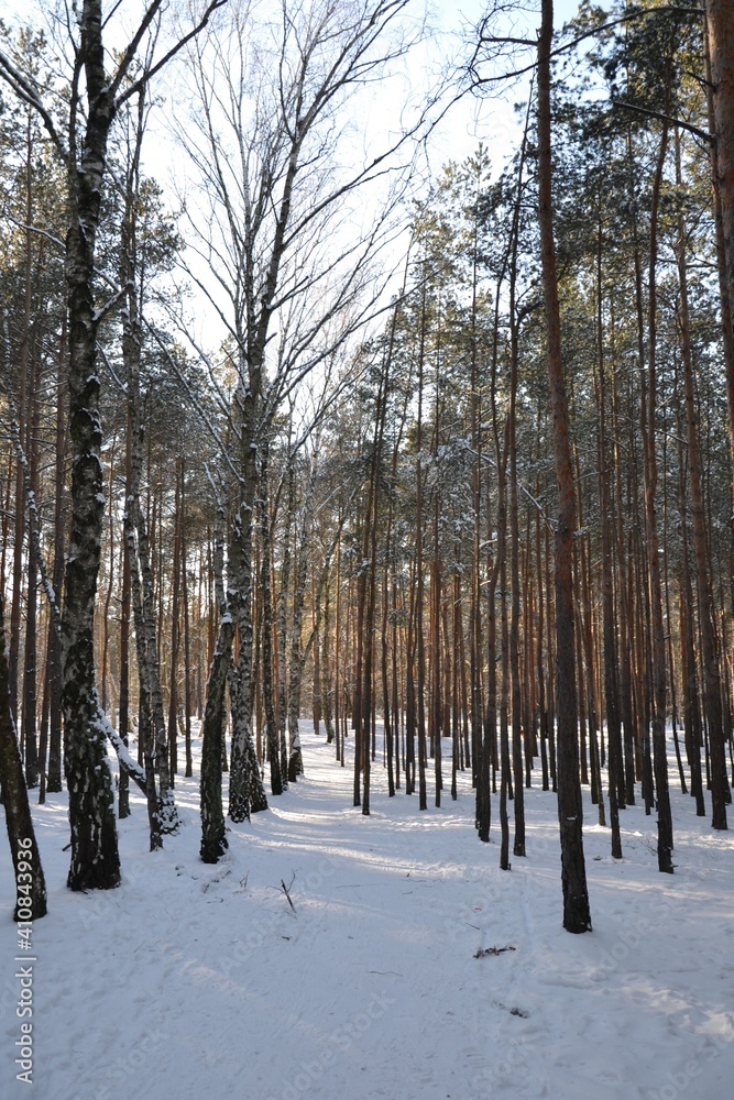 Fototapeta premium Winter landscape, path in the forest. Footpath in winter wood. Winter landscape with trees in the snowdrifts, the ground covered by snow.