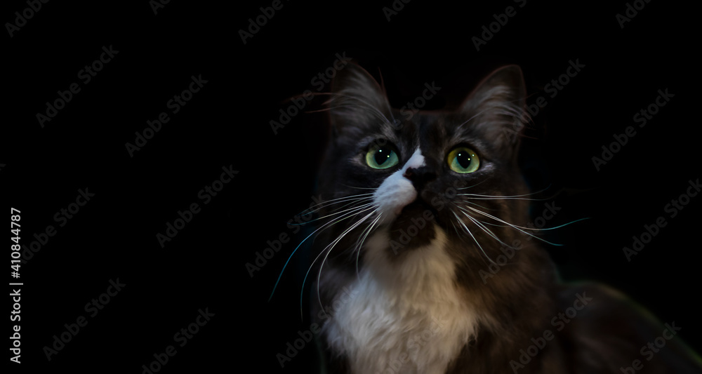 Portrait of a beautiful black and white cat with large green eyes and a white fluffy mustache on a black background.