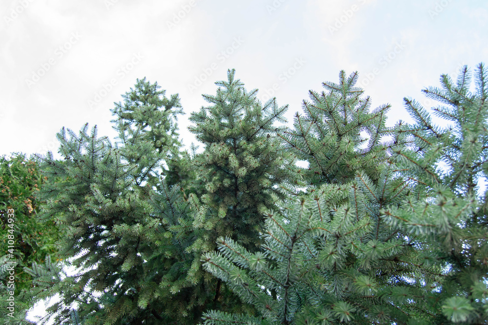 Fototapeta premium Green fir tree branches bottom view with sky background