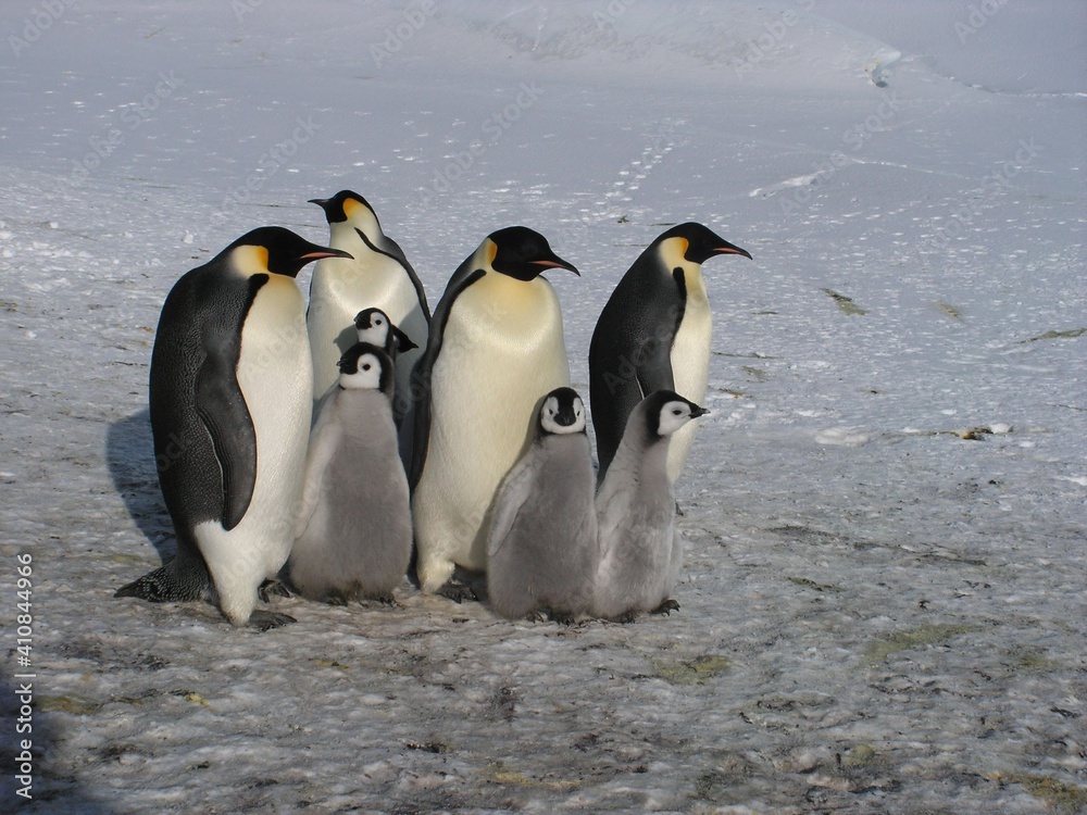 Obraz premium Emperor penguins flock Antarctica snow ice blue sky