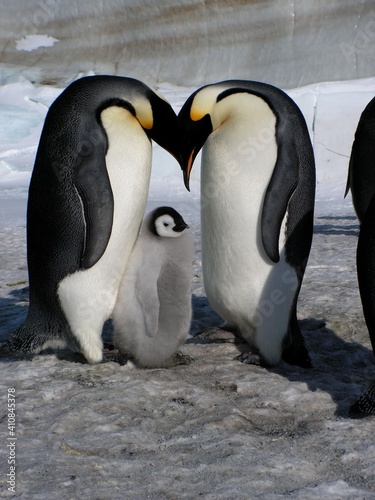 Emperor penguins flock Antarctica snow ice blue sky