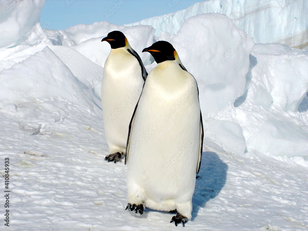 Obraz premium Emperor penguins flock Antarctica snow ice blue sky