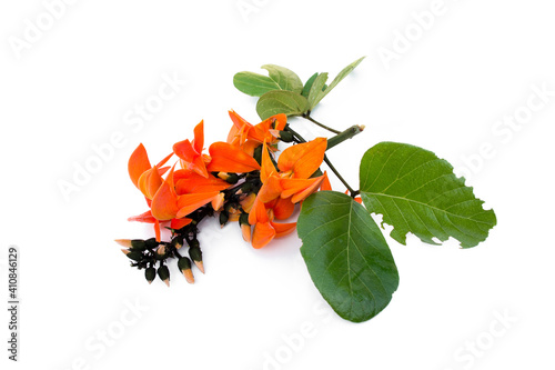 Butea monosperma flower on white background. photo