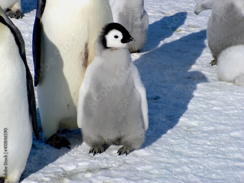 Emperor penguins flock Antarctica snow ice blue sky