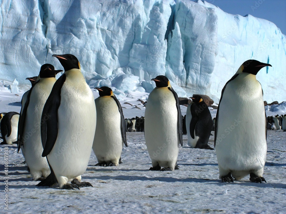 Obraz premium Emperor penguins flock Antarctica snow ice blue sky
