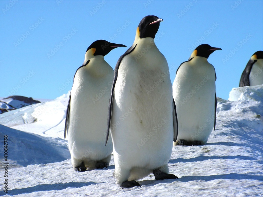 Obraz premium Emperor penguins flock Antarctica snow ice blue sky