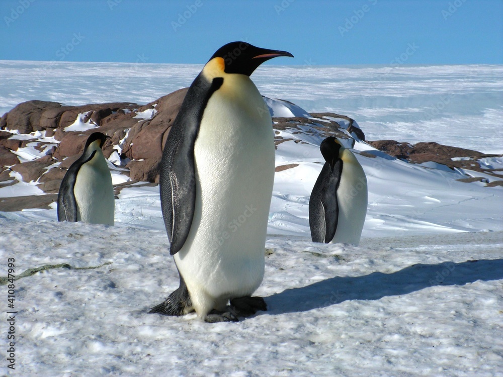 Obraz premium Emperor penguins flock Antarctica snow ice blue sky