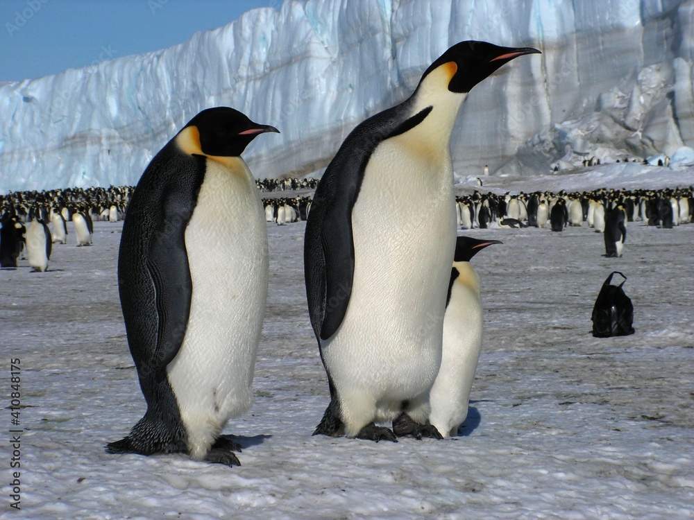 Fototapeta premium Emperor penguins flock Antarctica snow ice blue sky