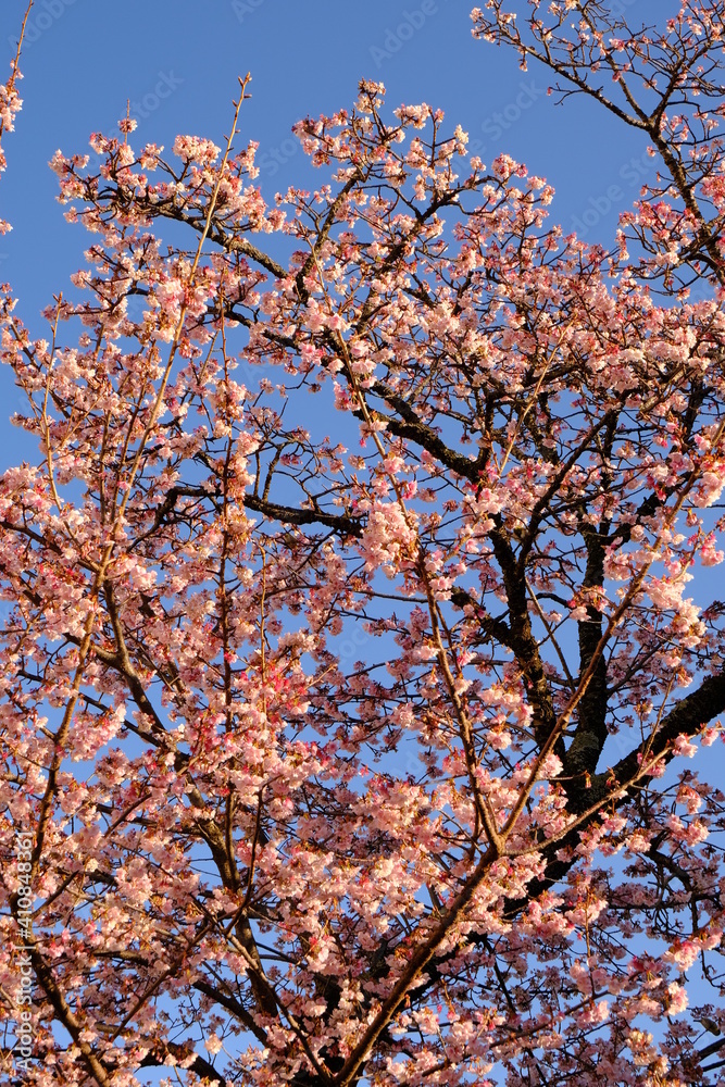 日本一早咲きの桜　あたみ桜