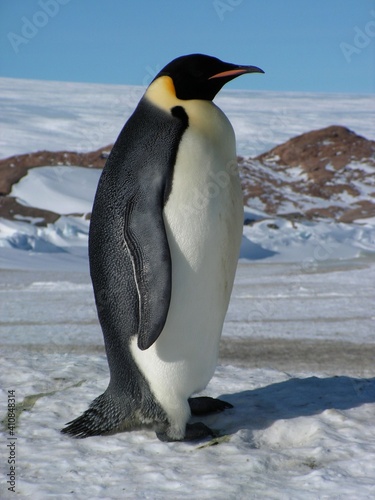 Emperor penguins flock Antarctica snow ice blue sky