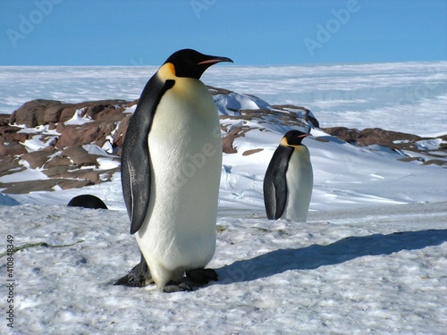Emperor penguins flock Antarctica snow ice blue sky